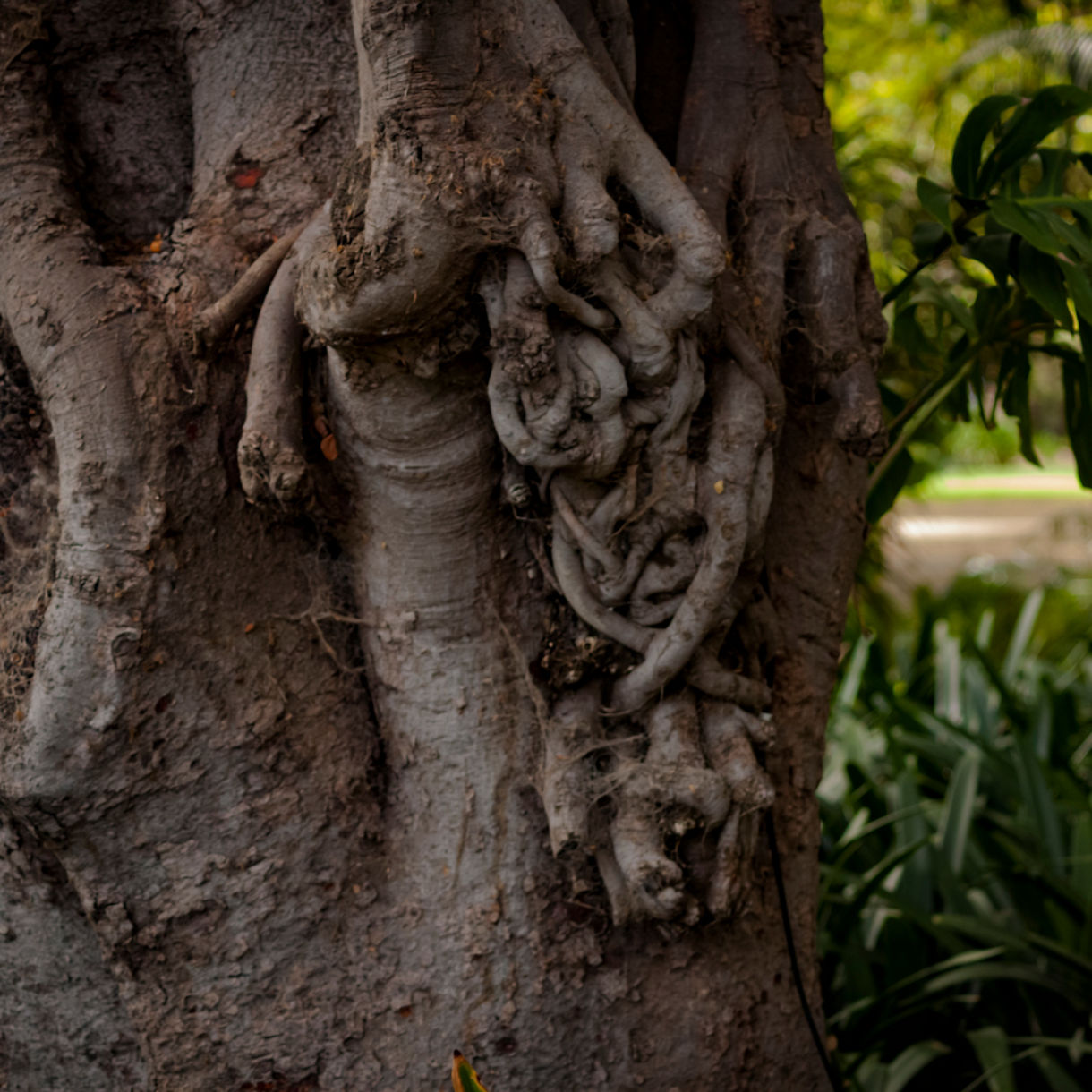 Close-up of a Moreton Bay fig tree trunk with large, knotted roots surrounded by lush greenery.