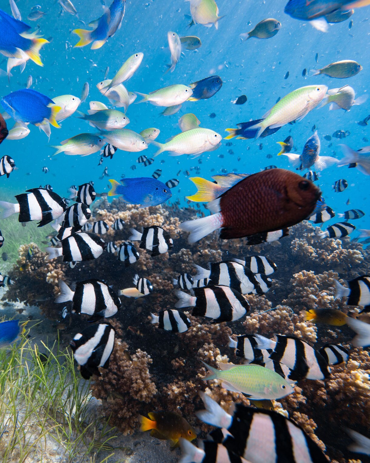Vibrant reef scene filled with striped black and white fish mixed with blue yellow and reddish tropical fish swimming above coral and seagrass in clear blue water.