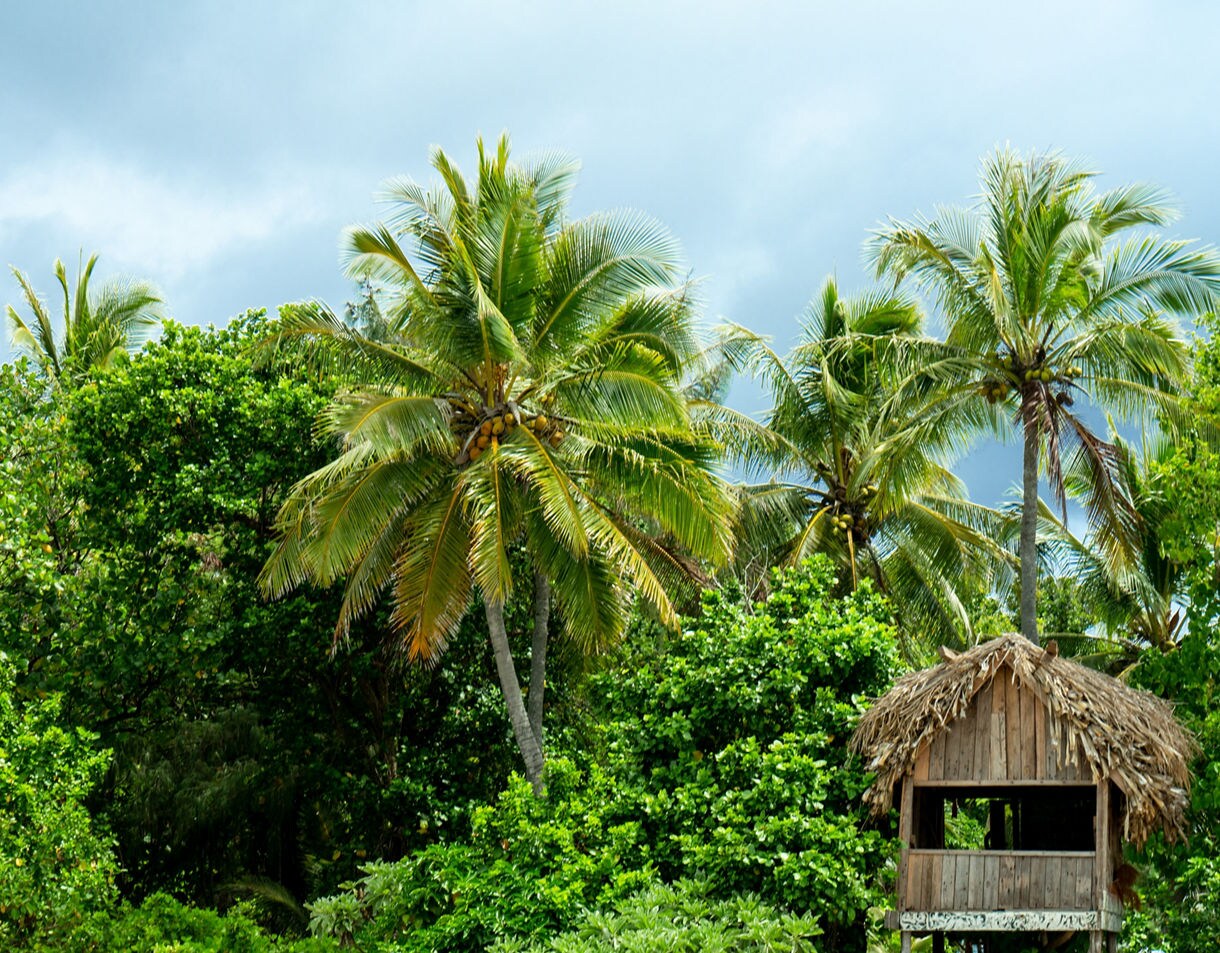 Dense tropical canopy with tall coconut palms rising above thick green foliage and a small wooden hut with a thatched roof in the lower right corner.