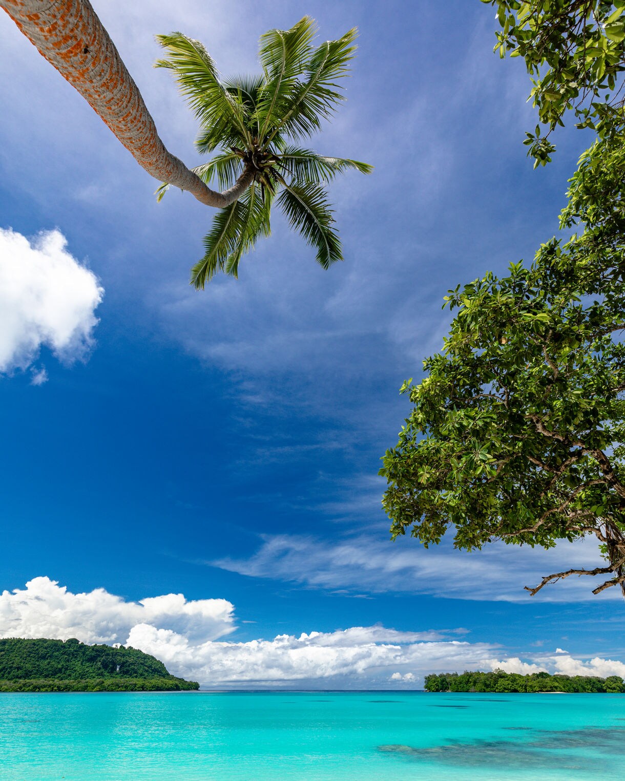  A bright tropical beach with clear turquoise water, white sand, and lush green trees, including a tall leaning palm stretching across a deep blue sky.