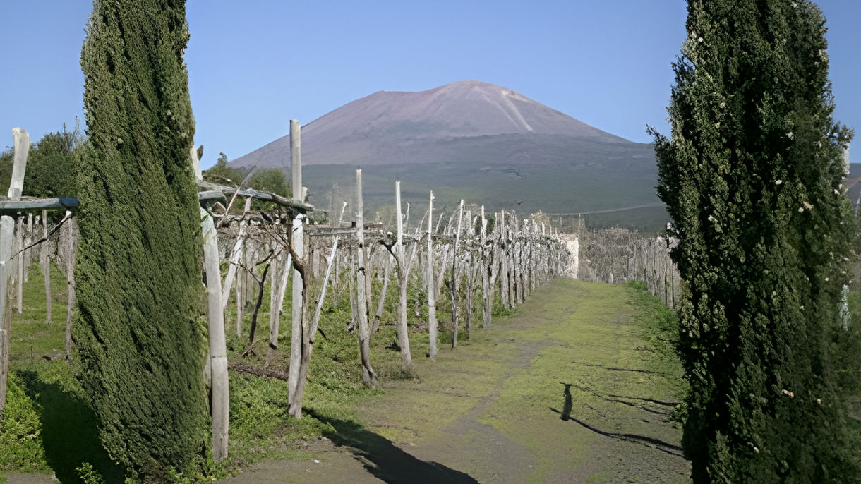 Local Connections: Sorrento & Local Wine Tasting