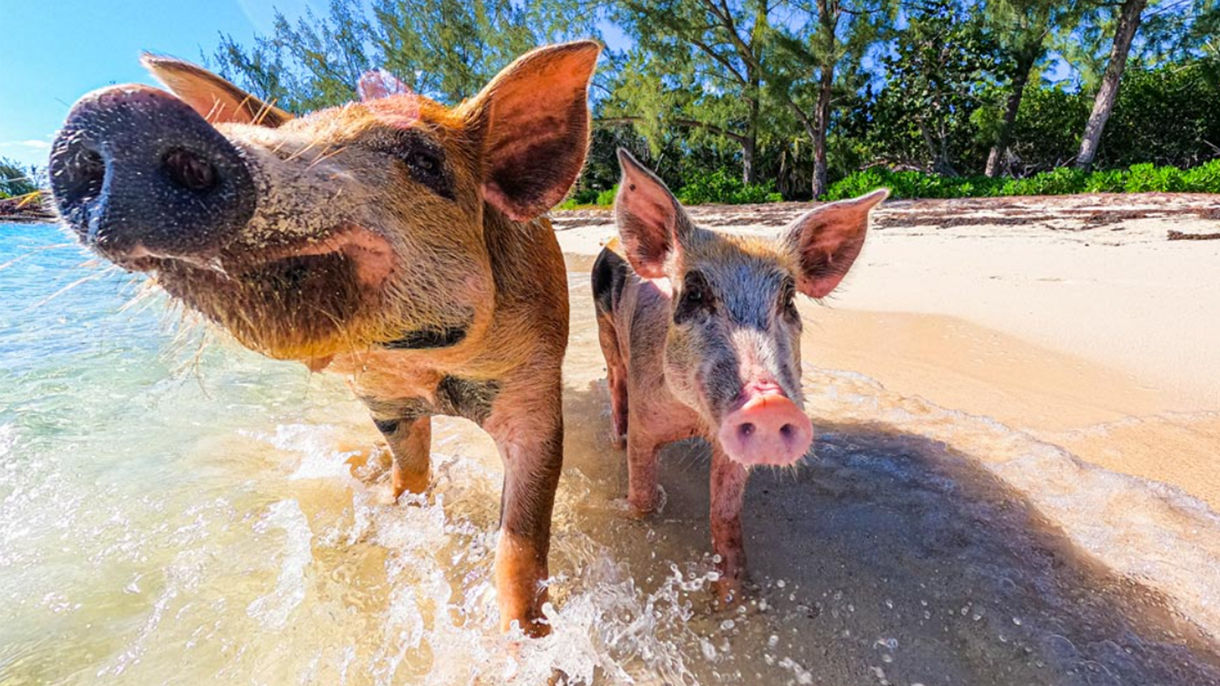 Swimming Pigs & Sun Cay Beach Club with Lunch