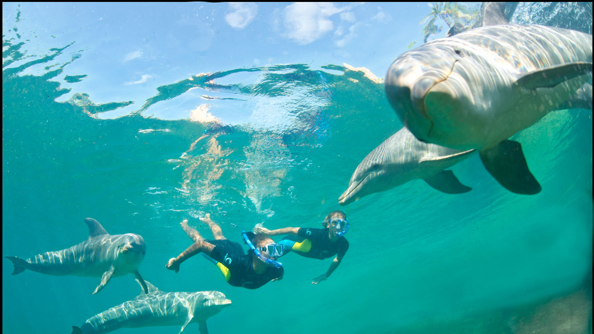 Atlantis Dolphin Swim in Wonder & Aquaventure