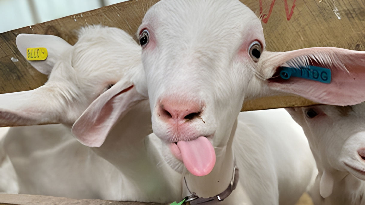 Local Connections: Family Farm Tour