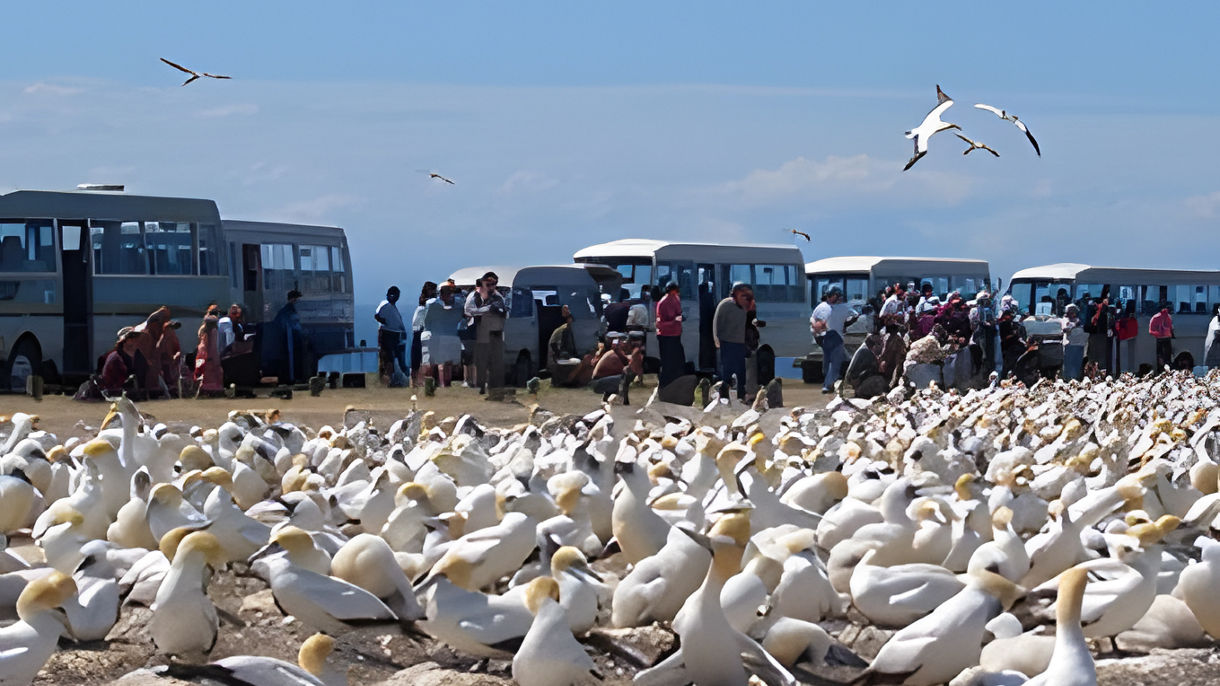 Ultimate Napier: Cape Kidnappers Offroad Safari