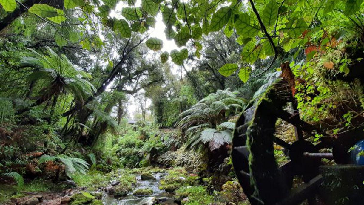 Best Of New Plymouth: Pukeiti Gardens & City Sights