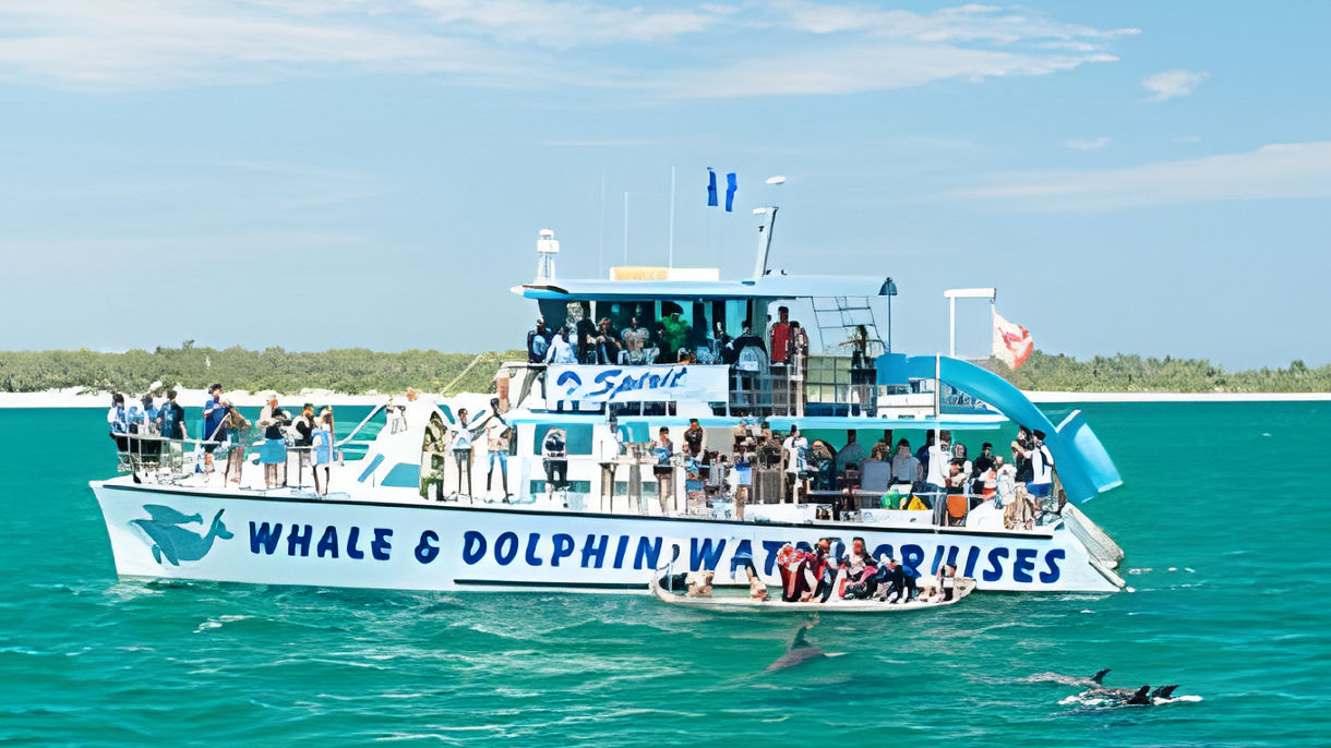 Port Stephens Dolphin Watching Cruise