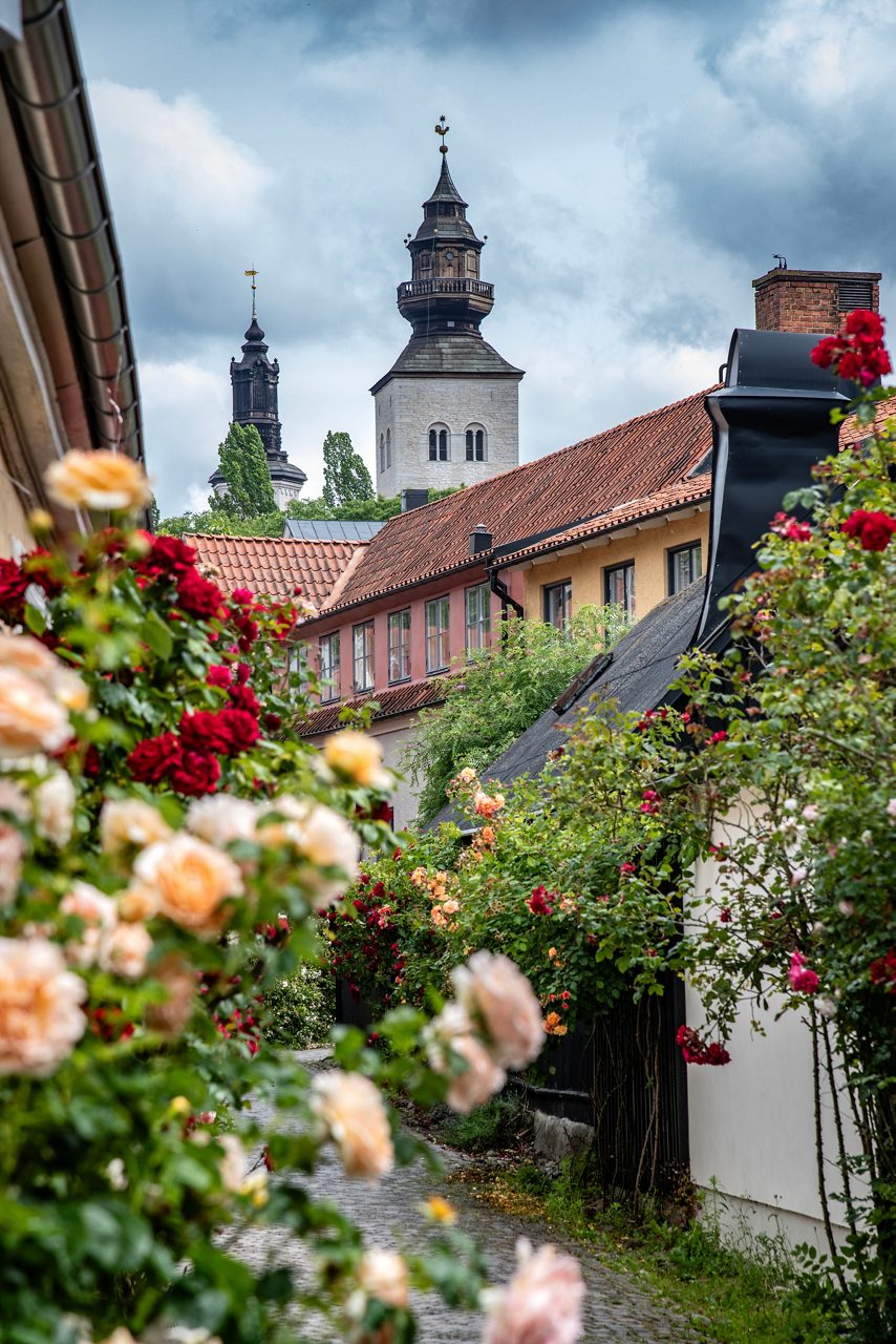 Narrow street in Visby lined with blooming roses and pastel houses with church towers in the background.