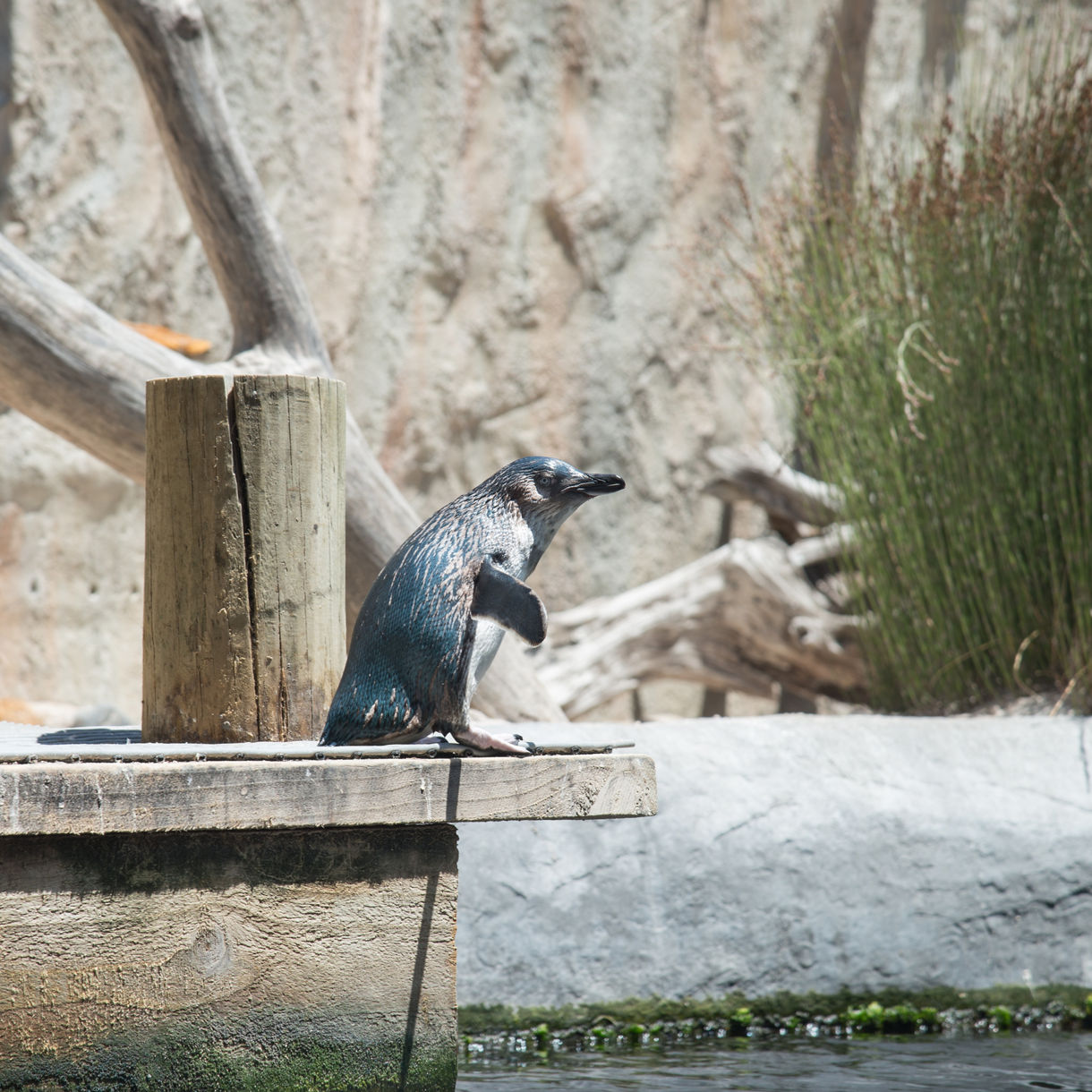 A small blue penguin standing on a wooden platform beside water, with driftwood and tall reeds in the background.