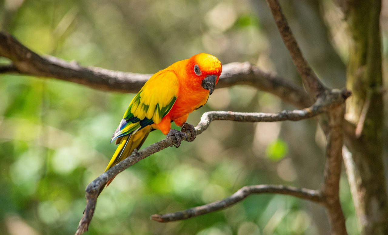 Bright orange and yellow parrot with green wing tips perched on a tree branch in Colombia’s National Aviary.