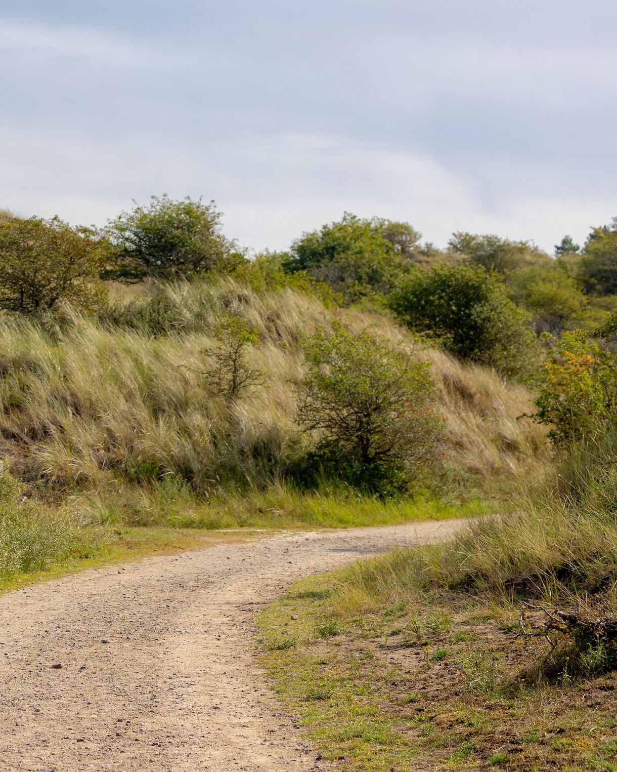 Winding dirt path cutting through grassy dunes and low shrubs inside National Park Zuid-Kennemerland with soft hills rising under a hazy blue sky.