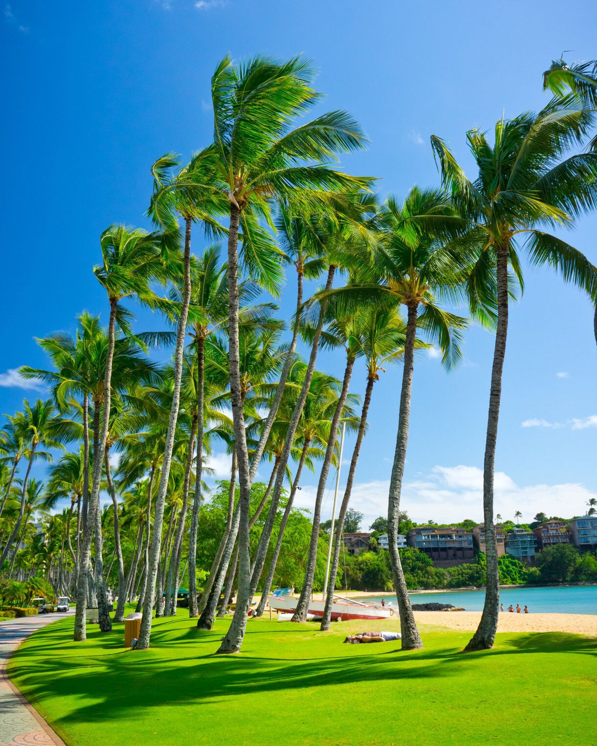 Palm trees leaning over a sunny beach at Nawiliwili Bay with bright green grass, golden sand and clear blue sky.