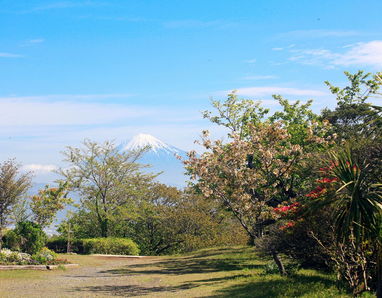 Scenic viewpoint with a grassy path bordered by flowering trees and shrubs, opening to a clear view of snow-capped Mount Fuji framed beneath a bright blue sky.