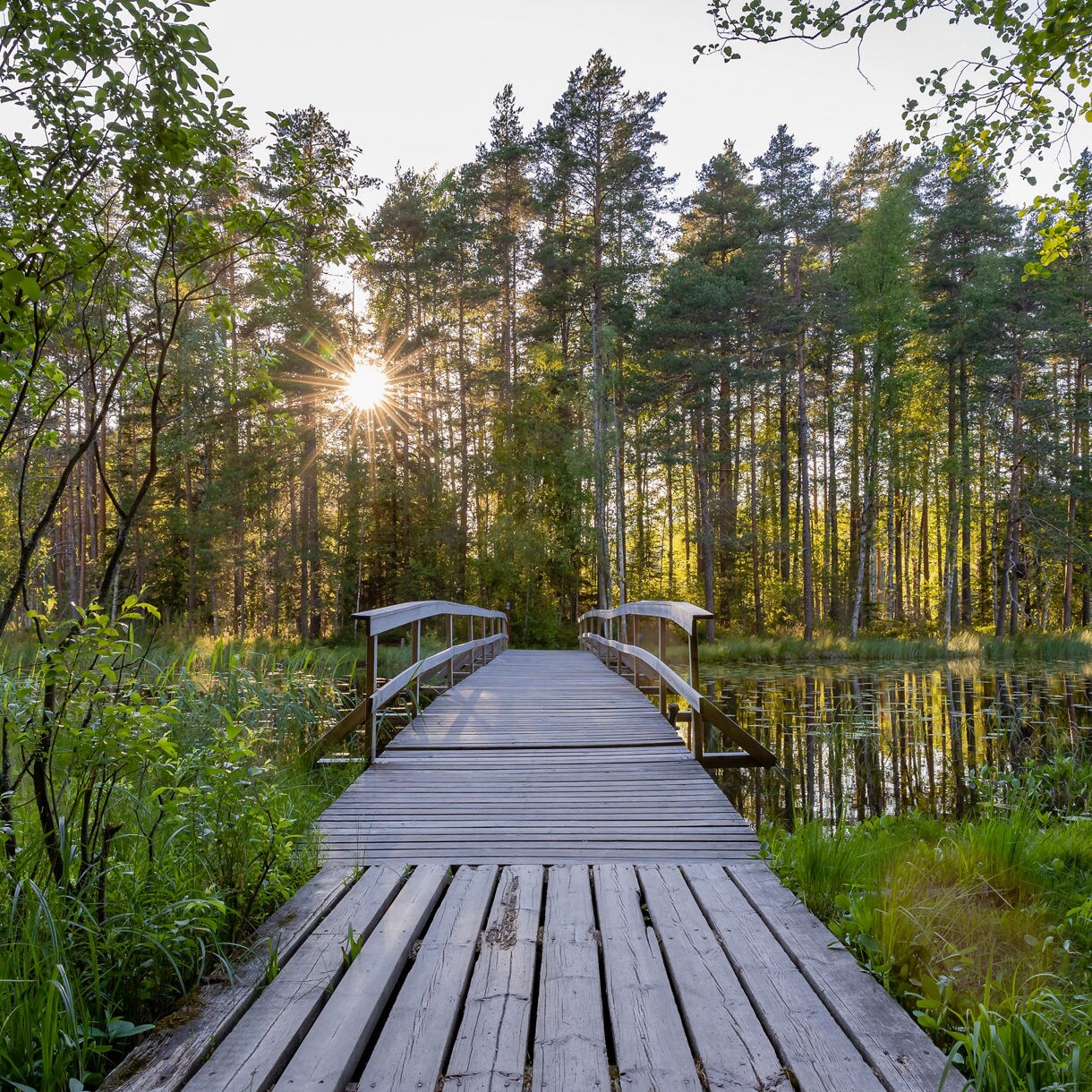 Wooden boardwalk leading over a pond into dense forest in Nuuksio National Park, with sunlight streaming through tall pine trees.