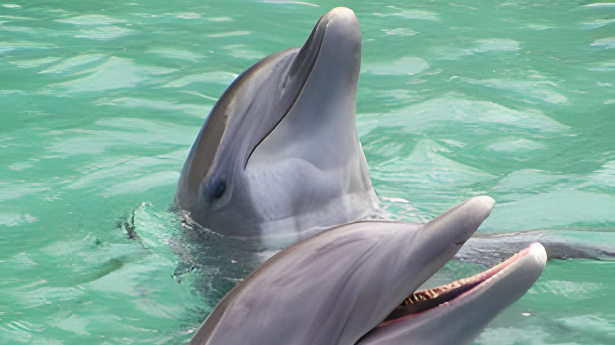 Dolphin Cove, Shark Show & Dunn's River Falls