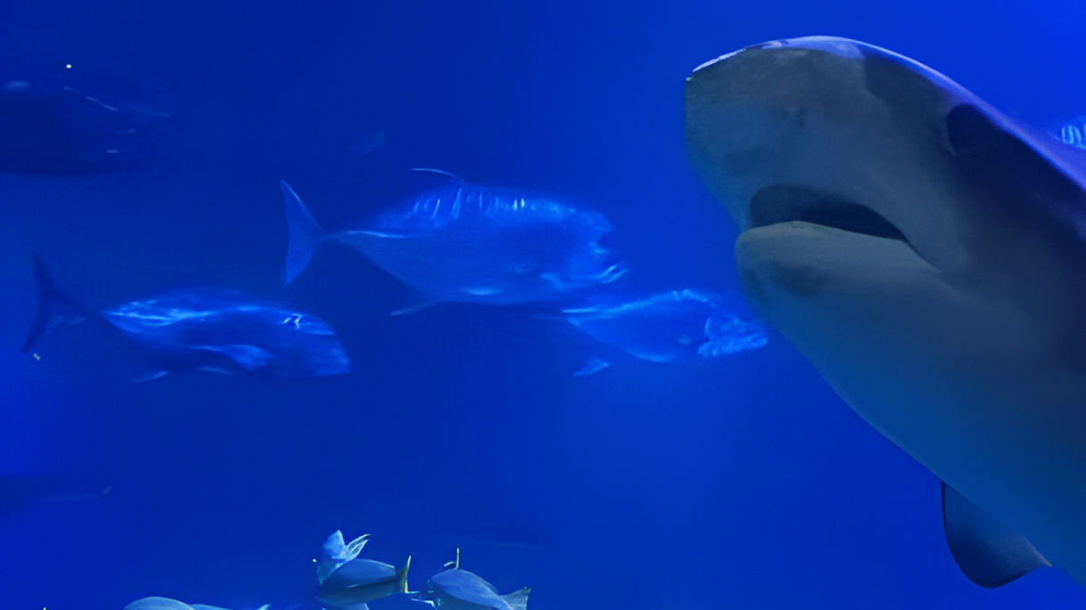 Best of Maui: Haleakala Crater & Maui Ocean Center
