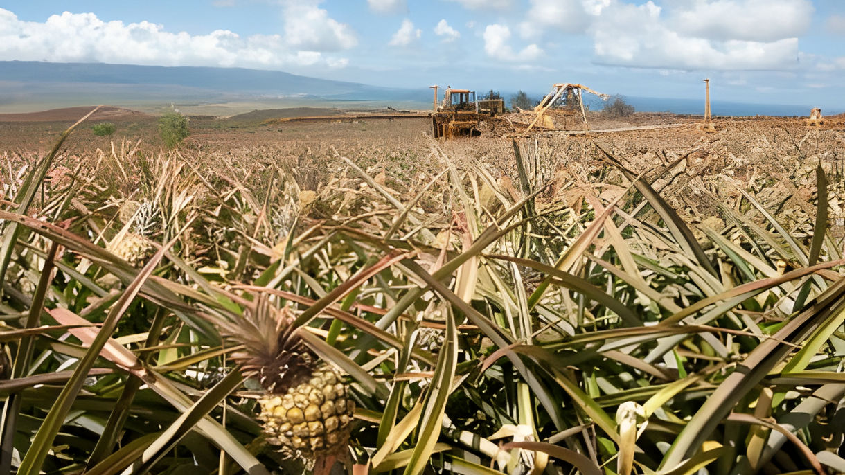 Maui Pineapple Plantation Tour