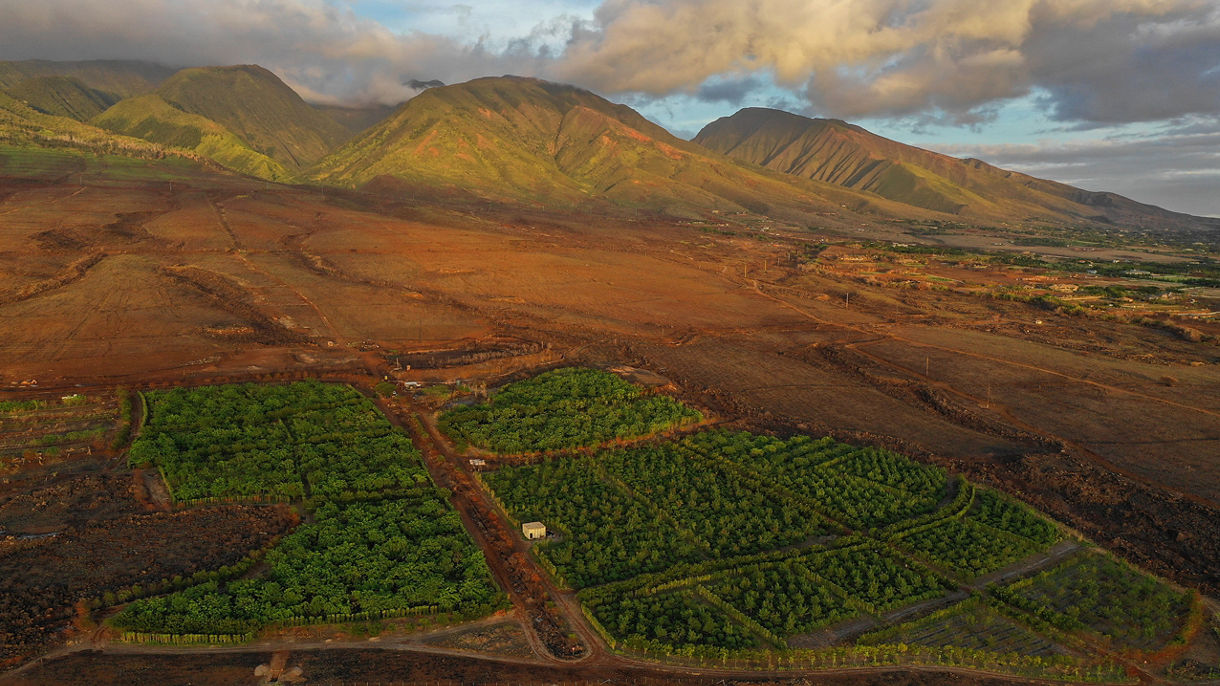 Exclusive Maui Chocolate Tour & Tasting