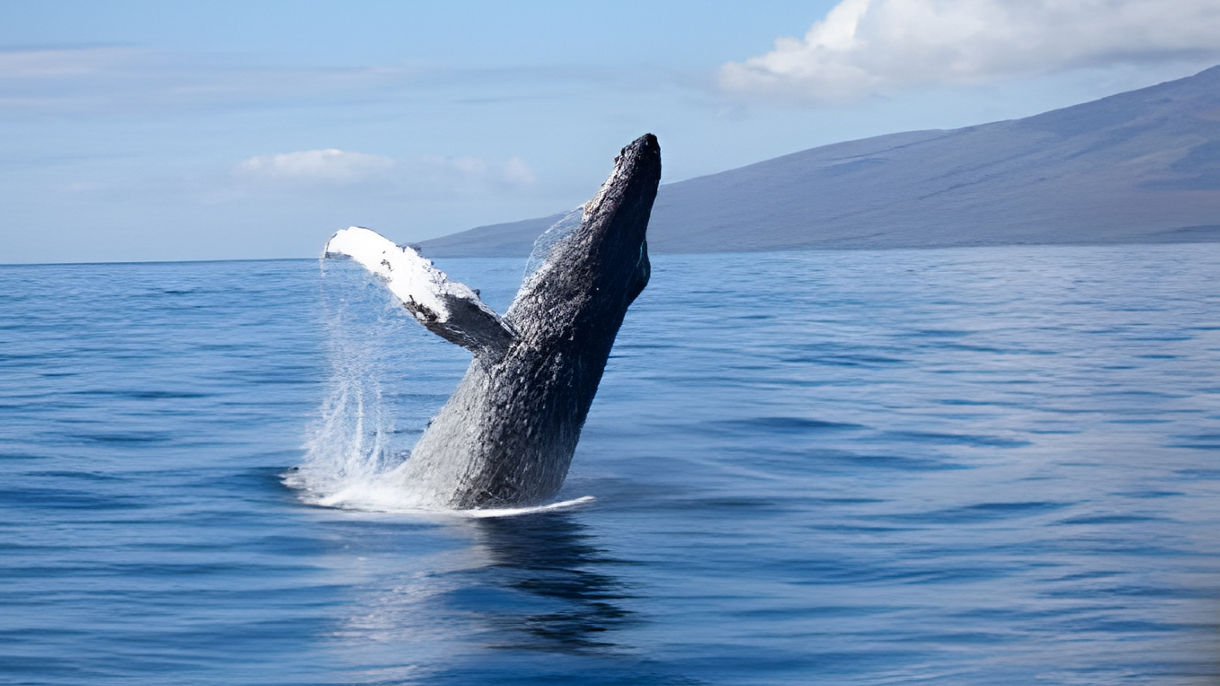 Whale Watching Cruise