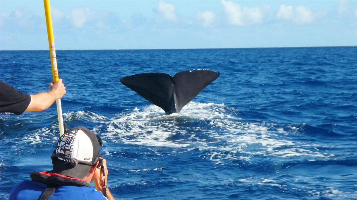 Whale Watching Adventure by Zodiac