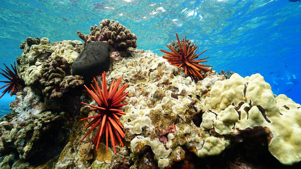 Molokini Crater & Turtle Snorkel Experience