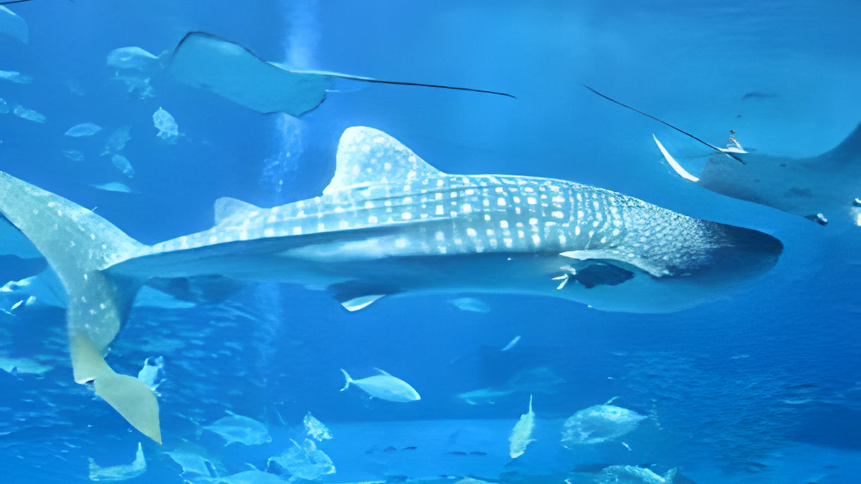 沖縄美ら海水族館(日本語添乗員のみ)(Escorted in Japanese)