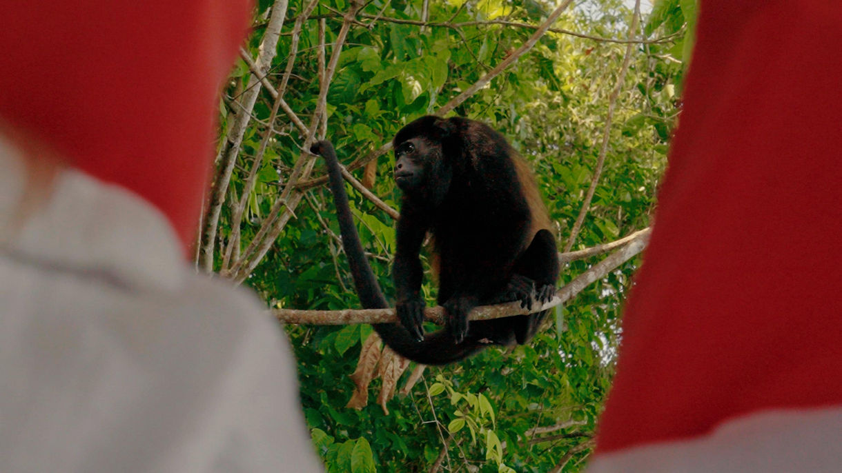 Monkey & Wildlife Nature Cruise on Gatun Lake