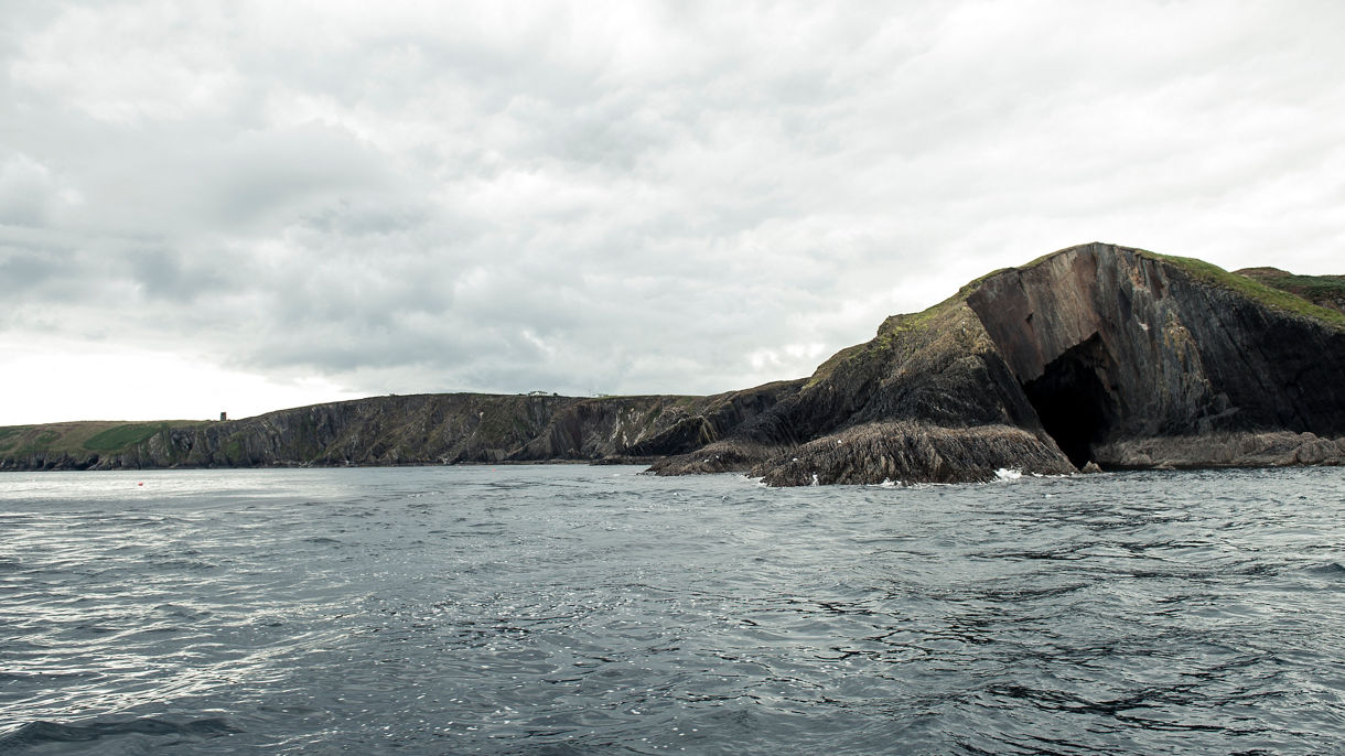 Local Connections: Cork Harbour Sea Safari