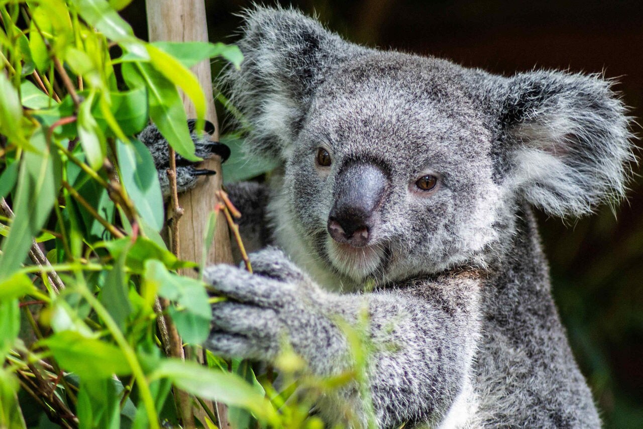 Aerial view of Sydney, Australia