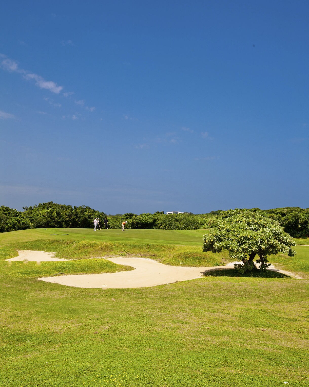 Expansive view of a coastal golf course with bright green fairways, a winding sand bunker and a small tree in the foreground, with golfers playing under a clear blue sky.