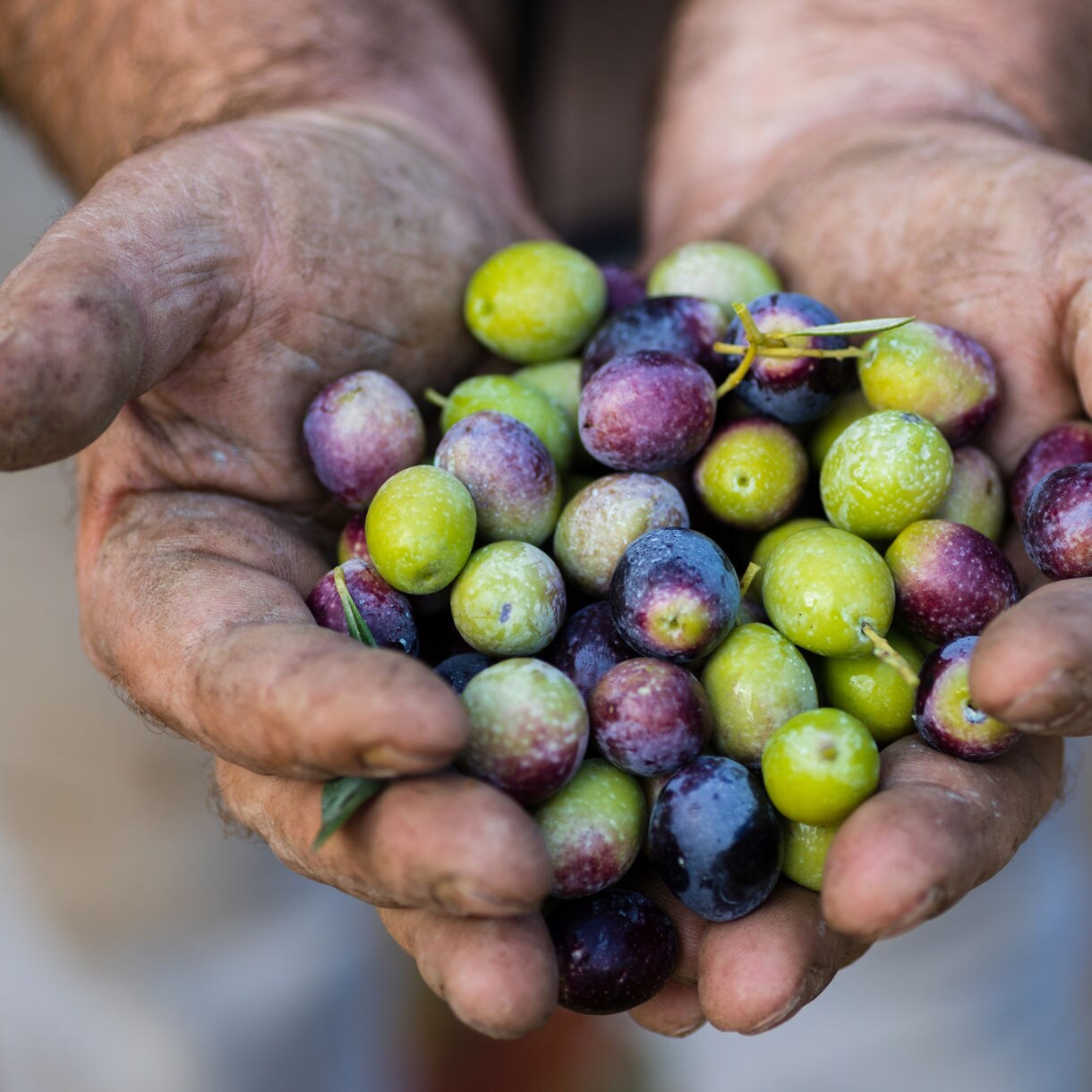 Close-up of rough hands holding a mix of green, purple and black olives freshly picked from the trees.