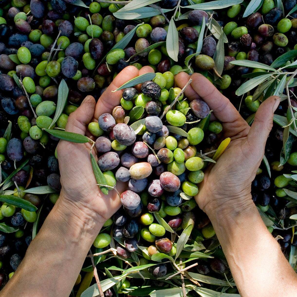Hands holding a mix of freshly harvested green and purple olives, surrounded by more olives and olive leaves on the ground.