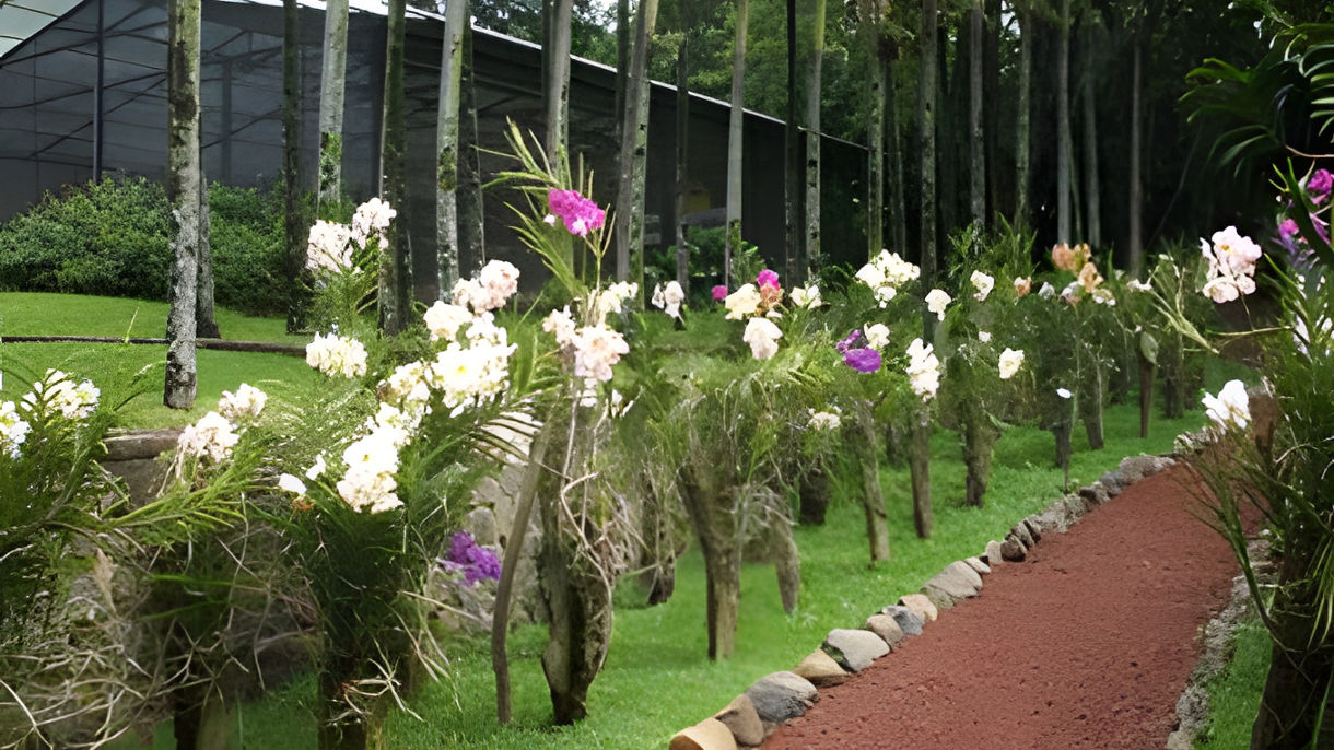 Coffee Plantation, Botanical Garden & Lunch