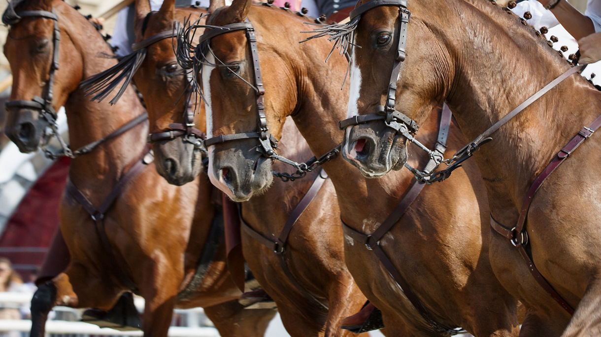 Andalusian Horse Show & Countryside