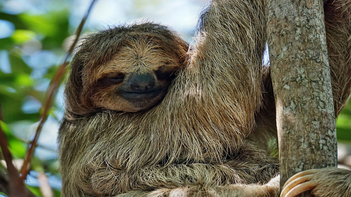 Sloth Sanctuary, Botanical Garden, Oxcart Factory & Lunch