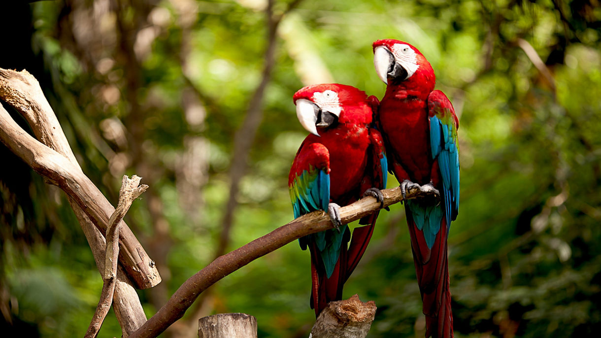 Sloths, Jaguars, Tapirs & Macaws Sanctuary with Mangrove Cruise & Countryside Drive