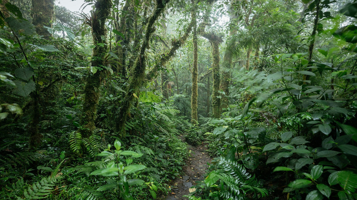 Bio-Experience & Macro Photography at the Cloud Forest