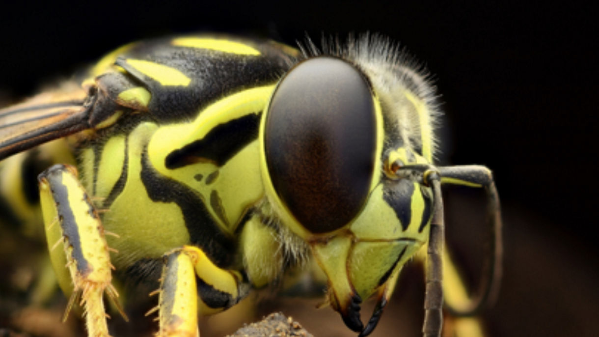 Bio-Experience & Macro Photography at the Cloud Forest