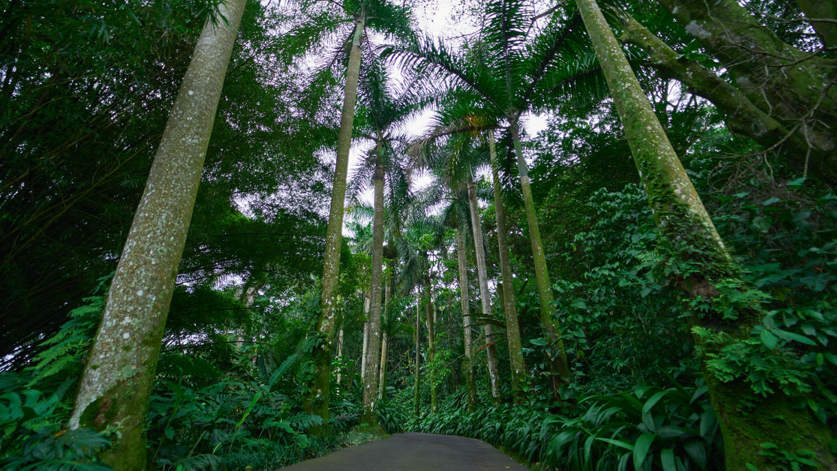 Botanical Garden, Oxcarts & Shopping