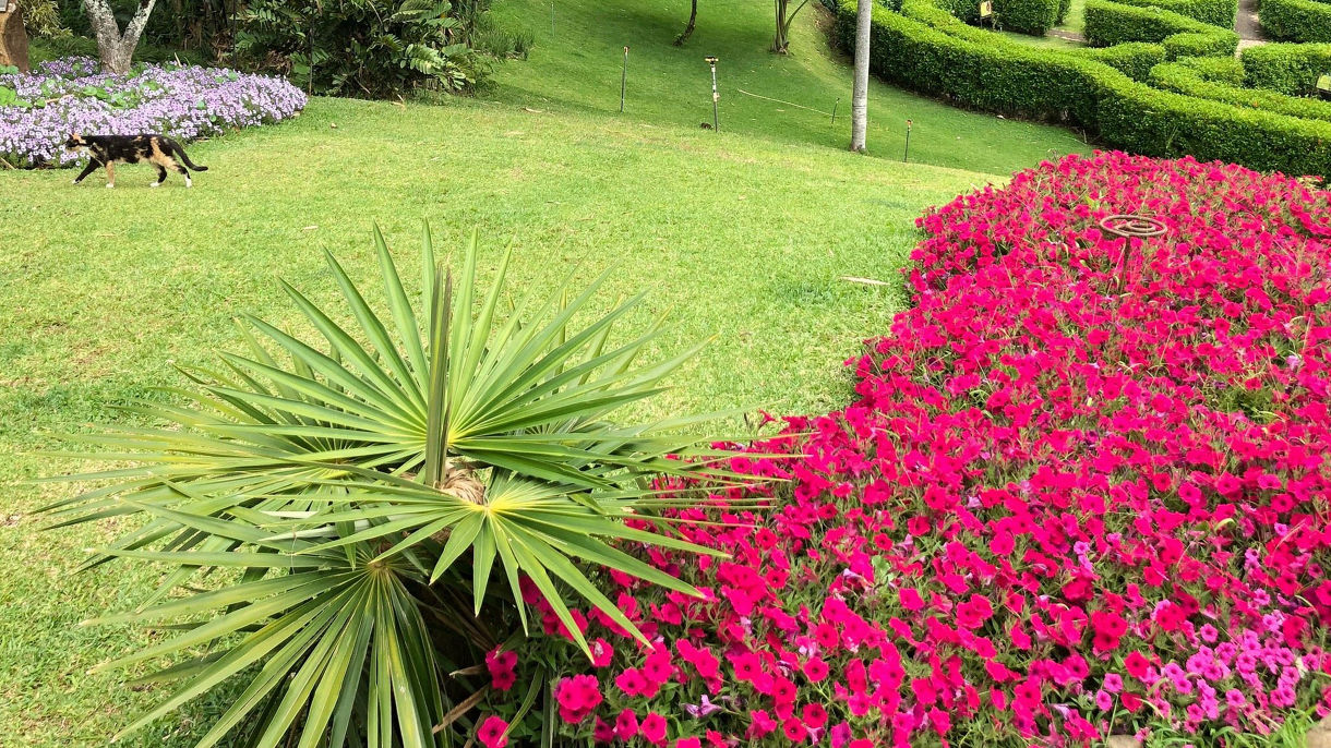 Botanical Garden, Oxcarts & Shopping