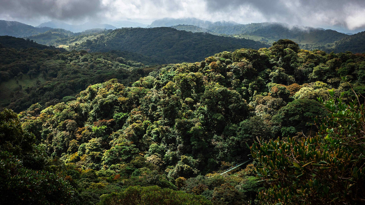 Monteverde Aerial Tram & Hanging Bridges