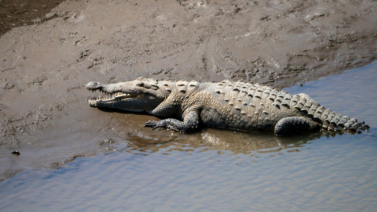 Jungle Crocodile Safari & Butterfly Gardens