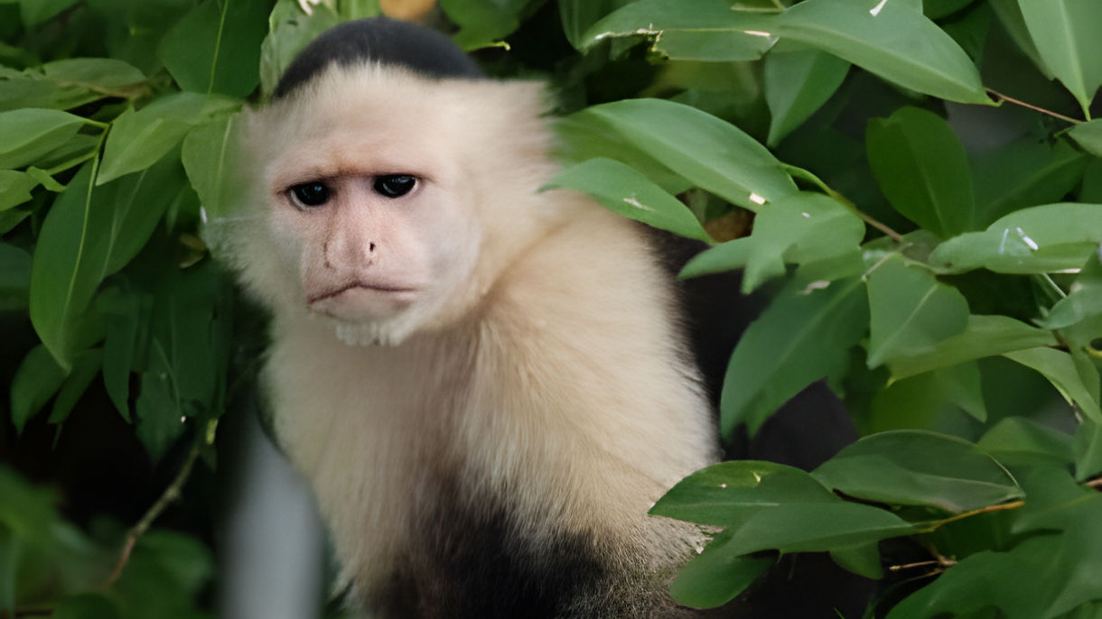 Monkey & Wildlife Nature Cruise on Gatun Lake