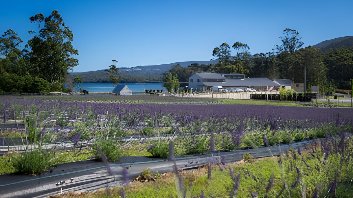 Remarkable Caves, Lavender Farm & Wine Tasting