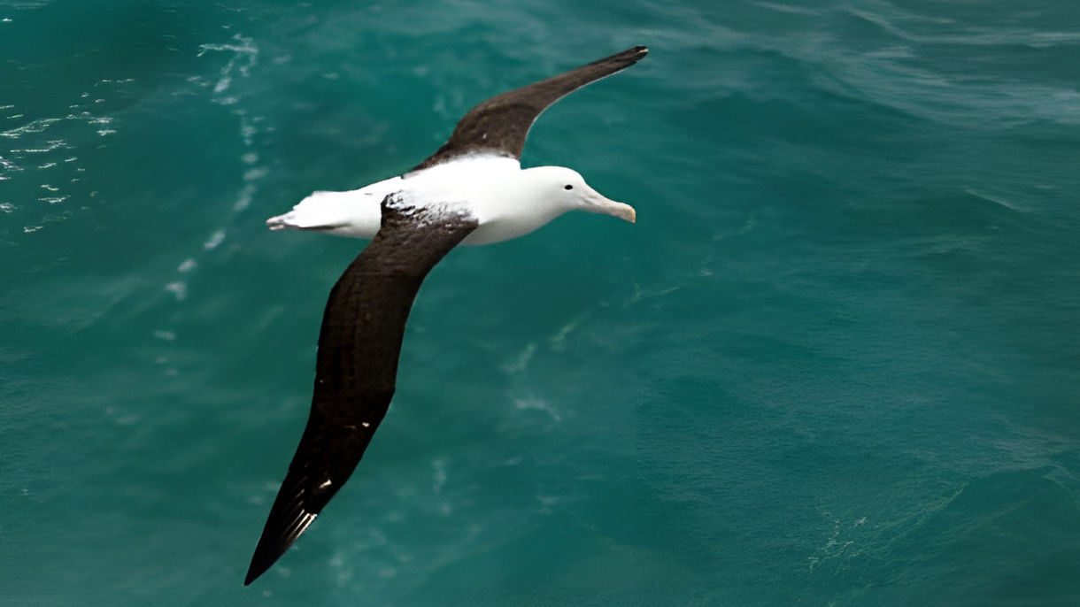 Otago Wildlife Cruise