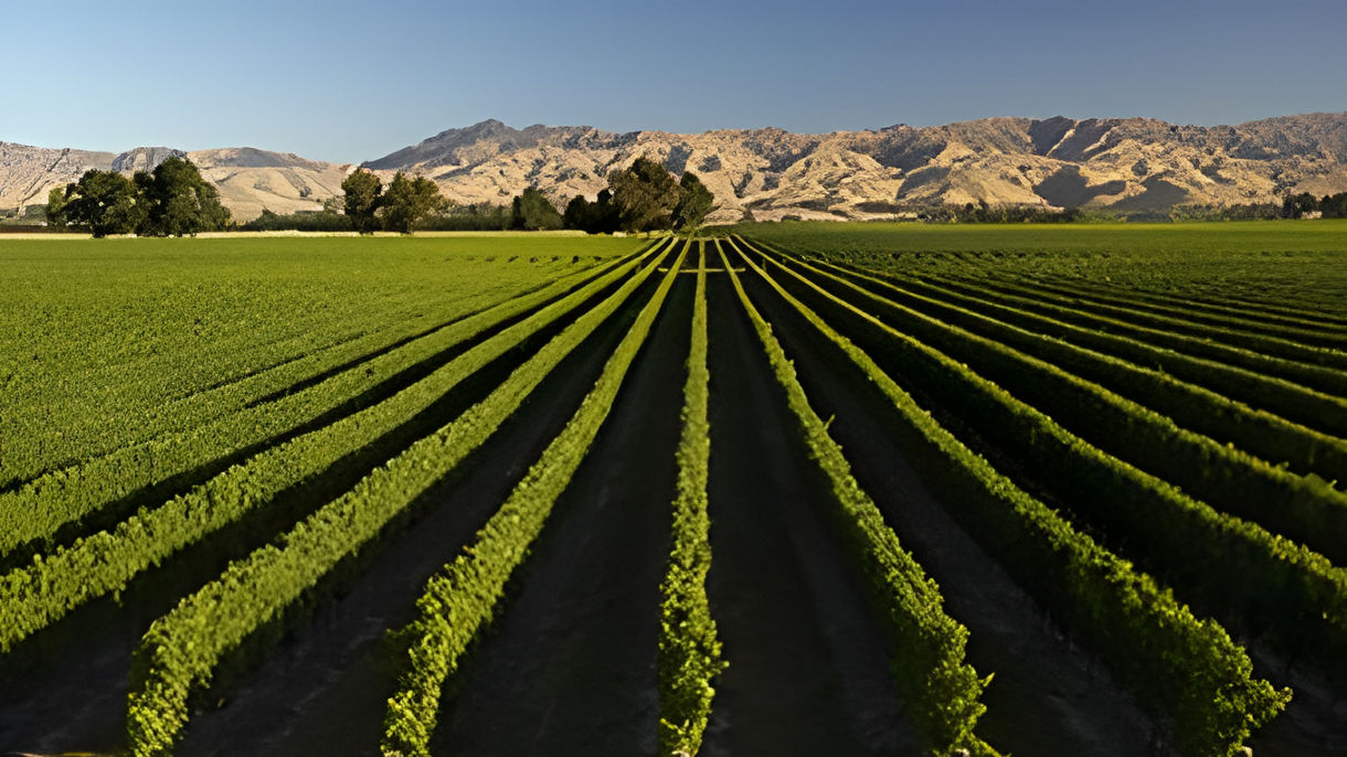 Easy Marlborough