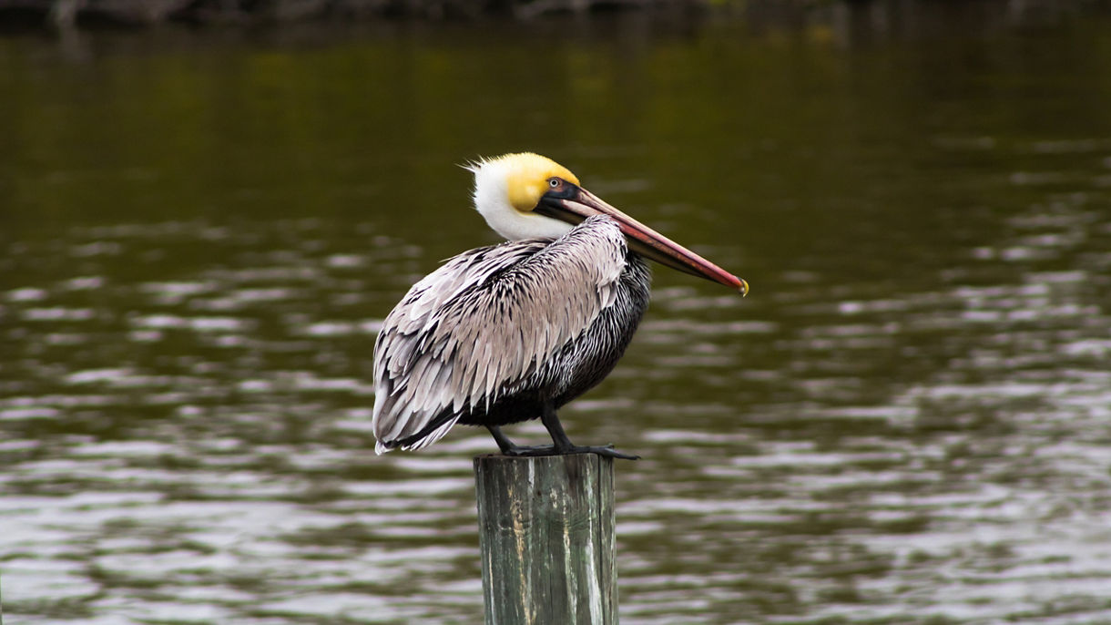 Debark Tour: Wildlife Lagoon Pontoon & Airport Transfer (MCO)