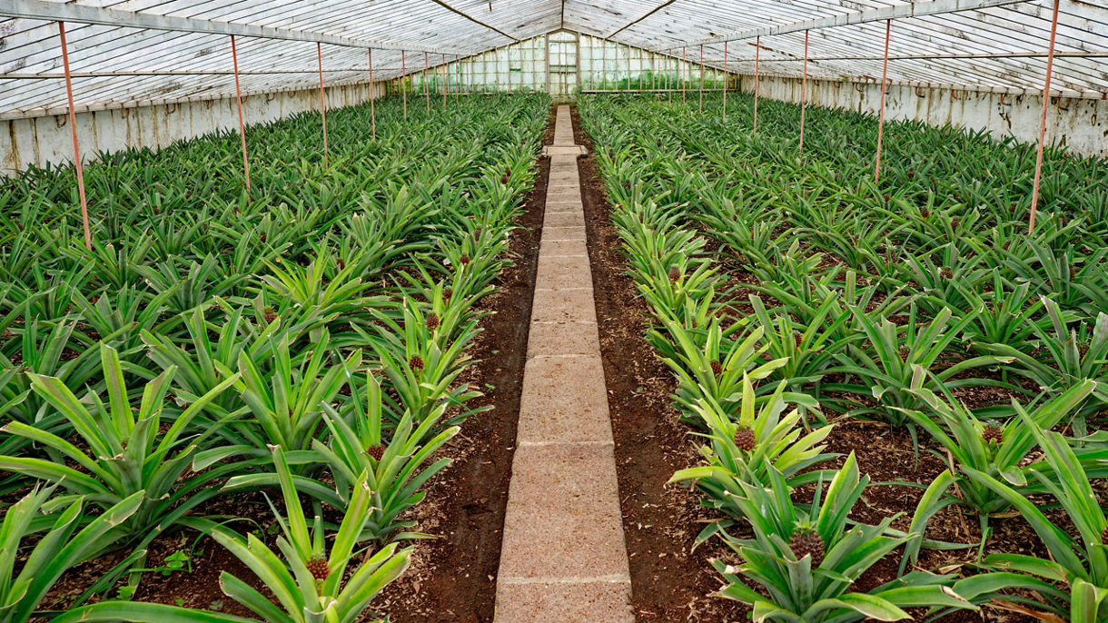 Ribeira Grande & Pineapple Greenhouse