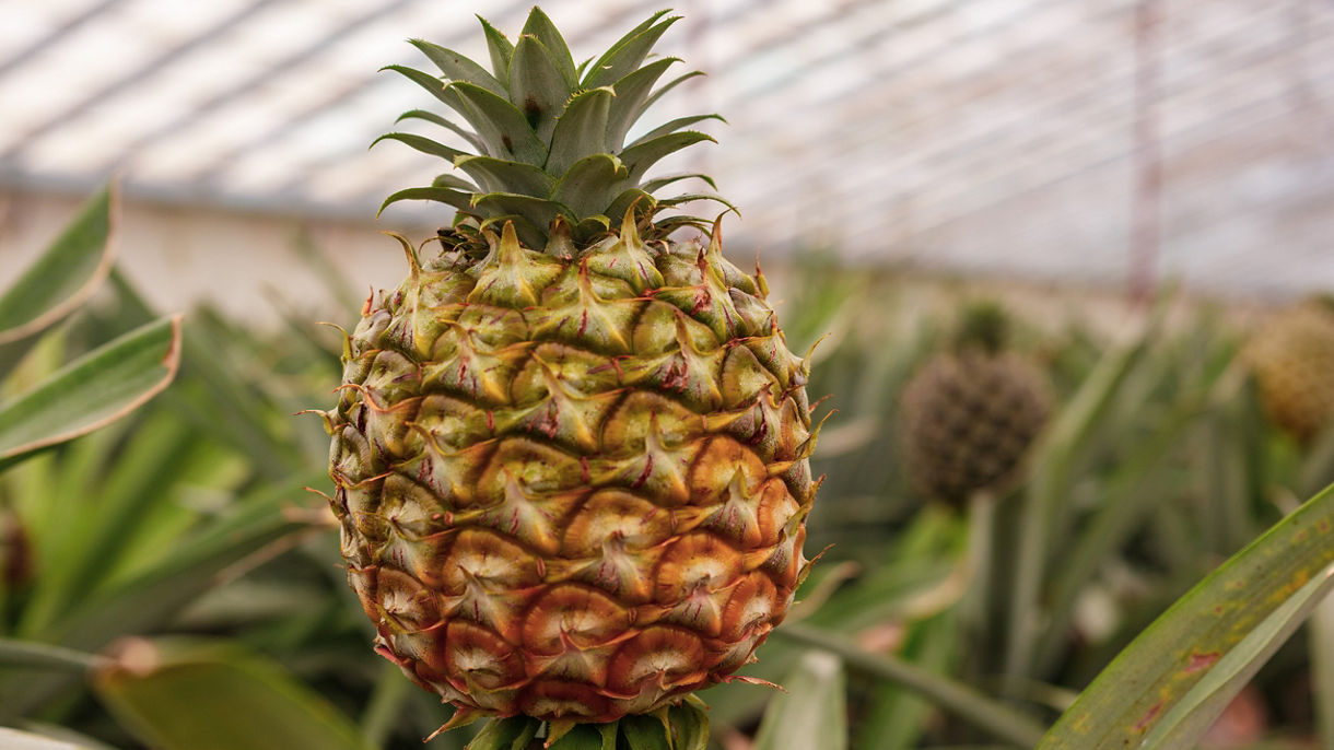 Crater Lakes, Gardens & Pineapple Greenhouse