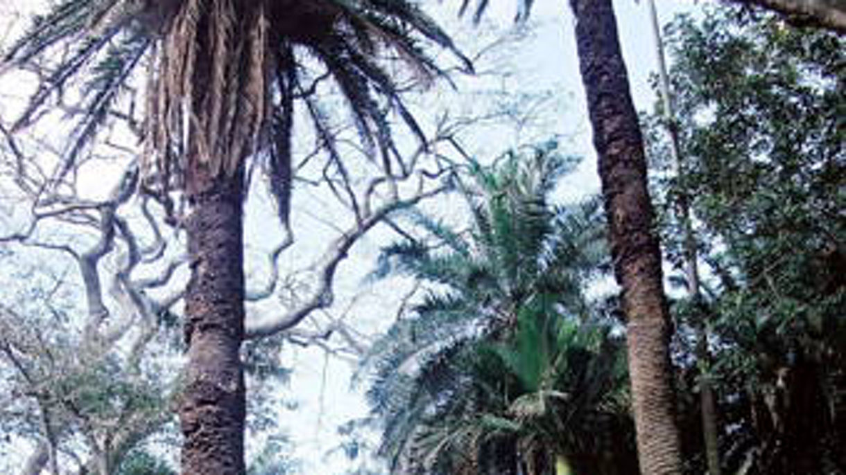 Crater Lakes, Gardens & Pineapple Greenhouse